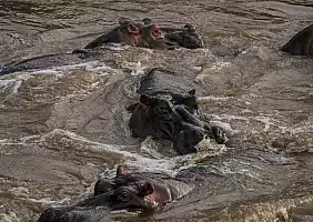 turistipercaso animali-na16a