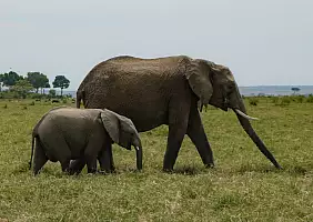 turistipercaso animali-qx7h2