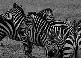 turistipercaso animali-r2n9x