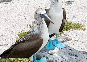 turistipercaso animali-zfve5
