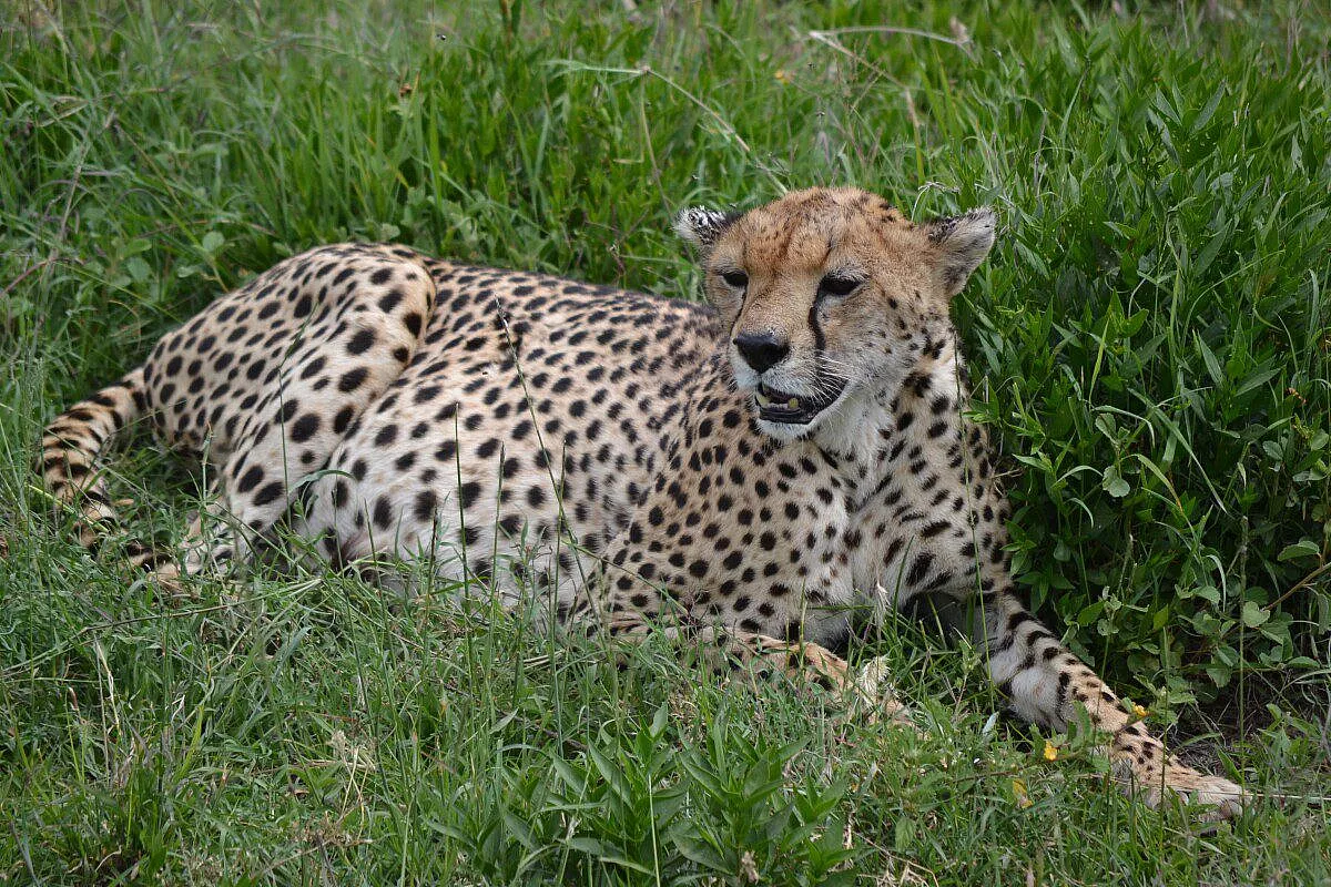 Ghepardo nel parco Serengeti
