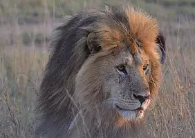 turistipercaso arusha-wqbum