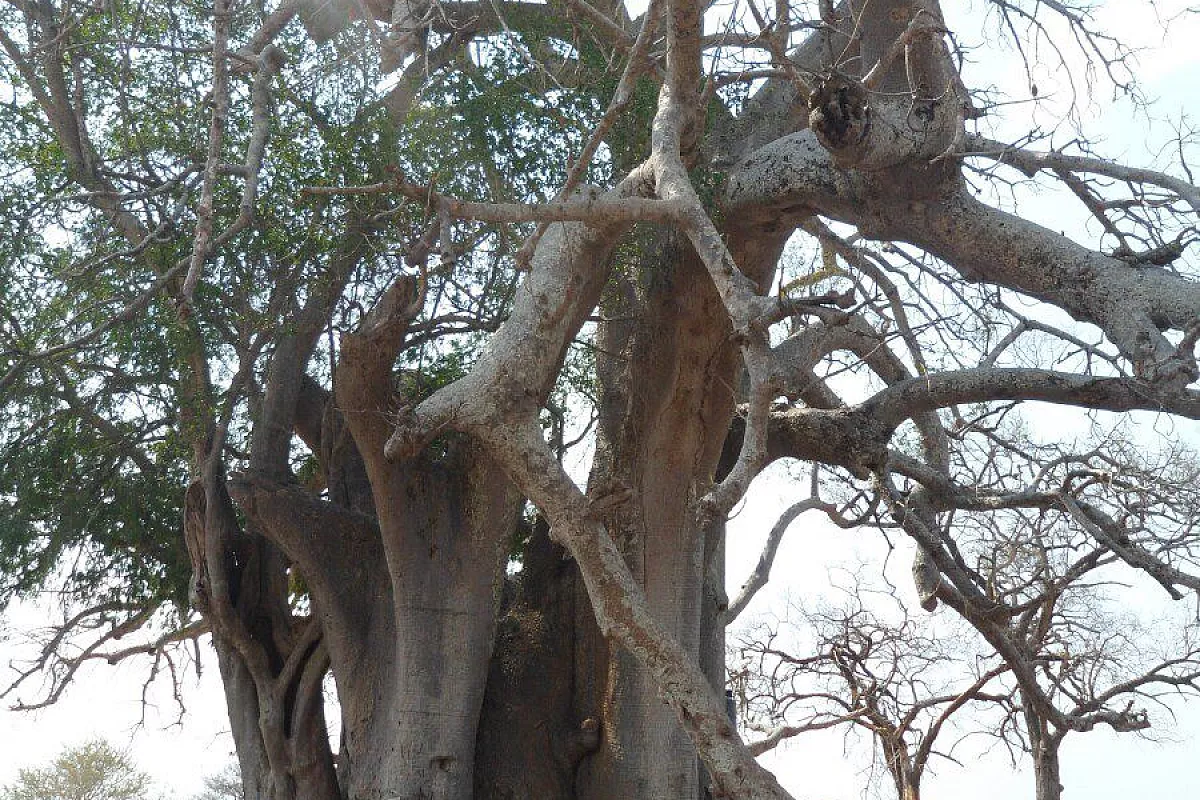 Baobab