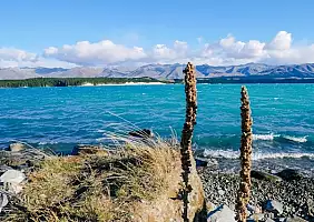 turistipercaso auckland-x6f4n