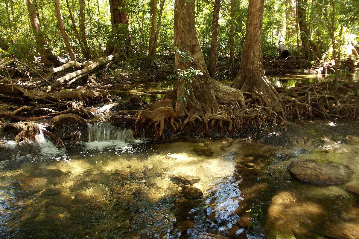 Kakadu