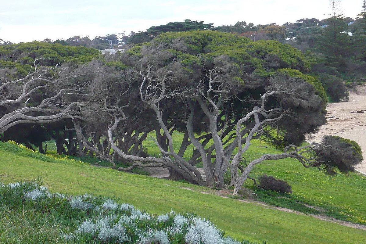 Alberi lungo la Great Ocean Road
