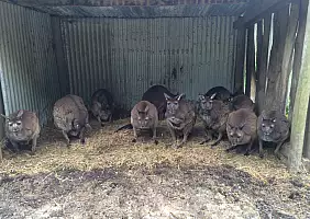 turistipercaso australia-fvb6a