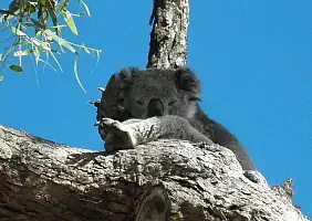 turistipercaso australia-hvavw