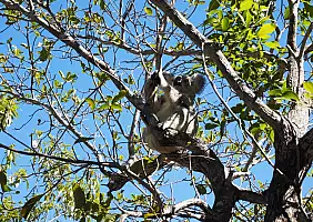turistipercaso australia-yw72t
