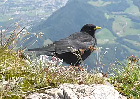 turistipercaso austria-qa69n