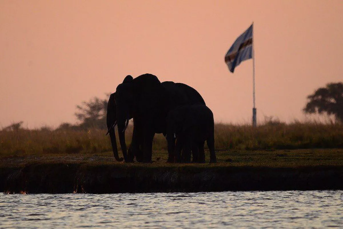 Elefanti nel Chobe
