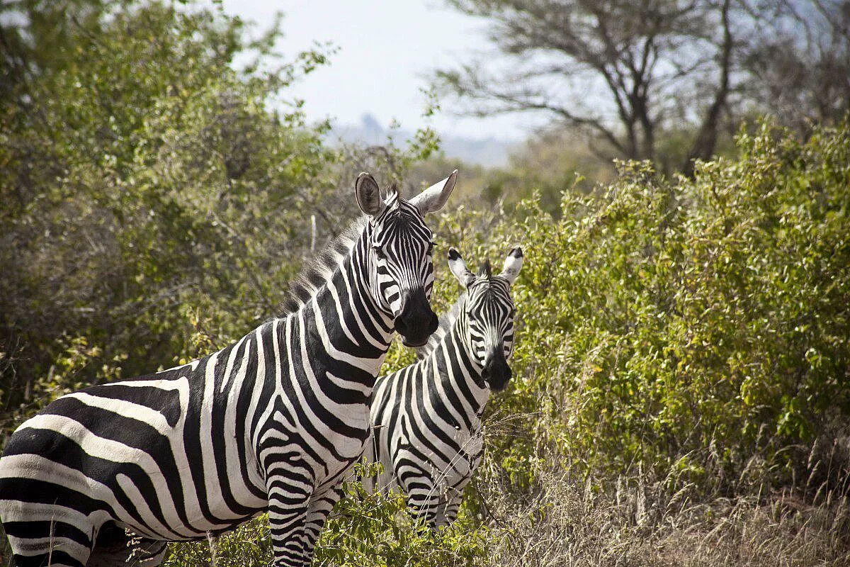zebre