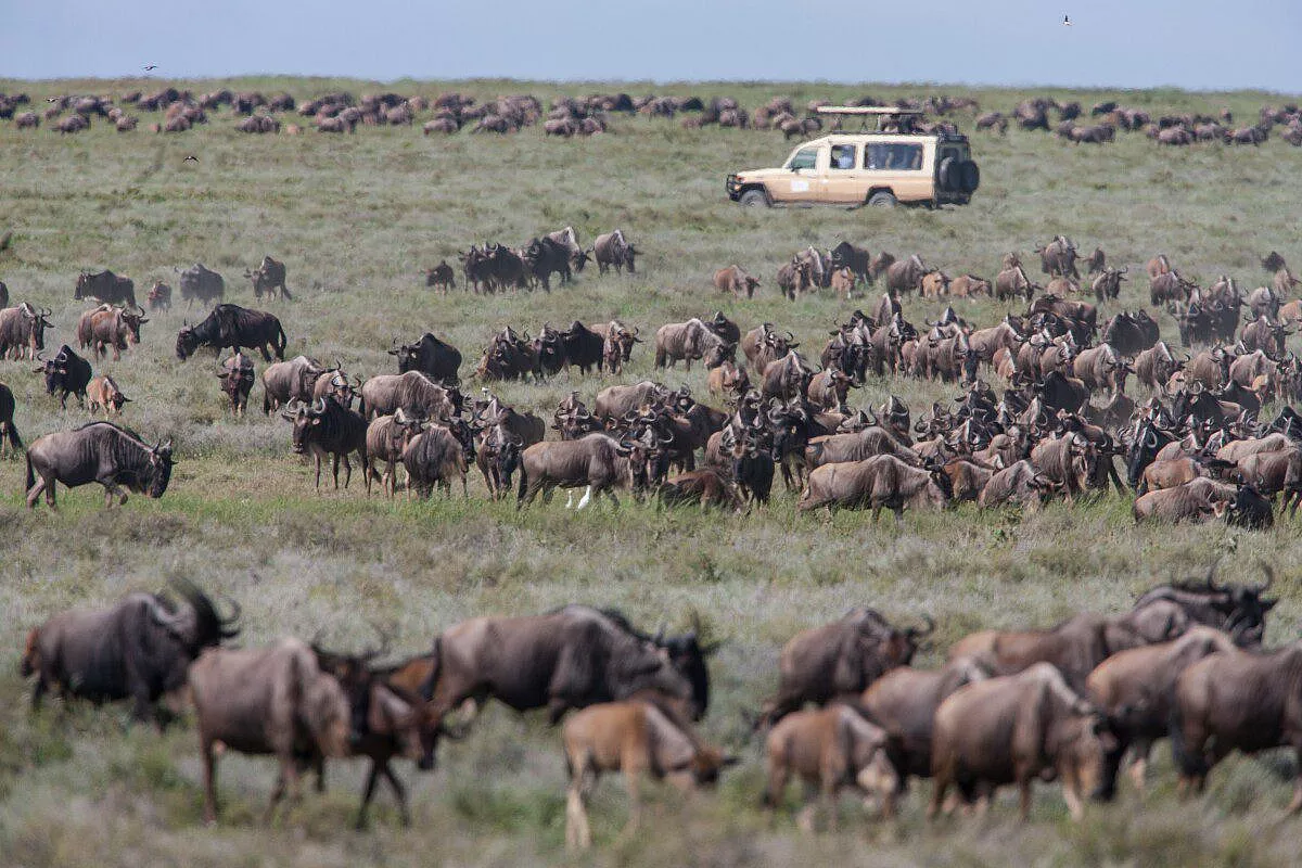 Tanzania: la grande migrazione nel Serengeti