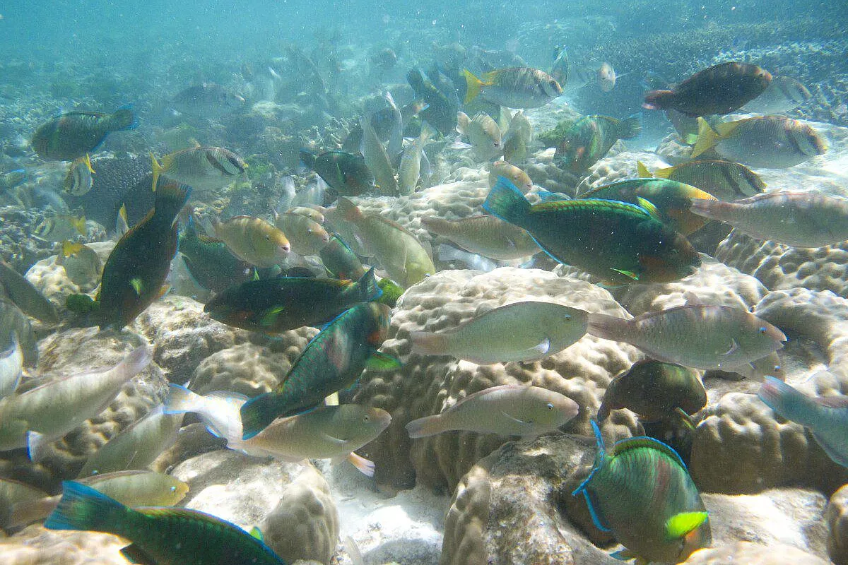 Barriera corallina