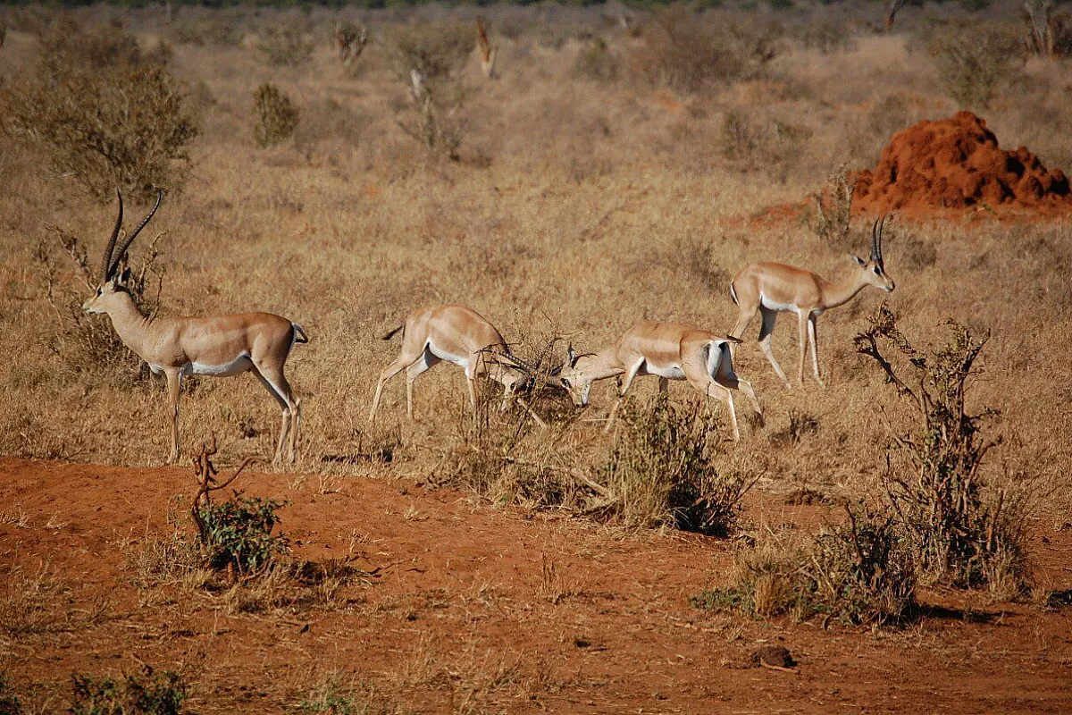 Africa, odio o amore?