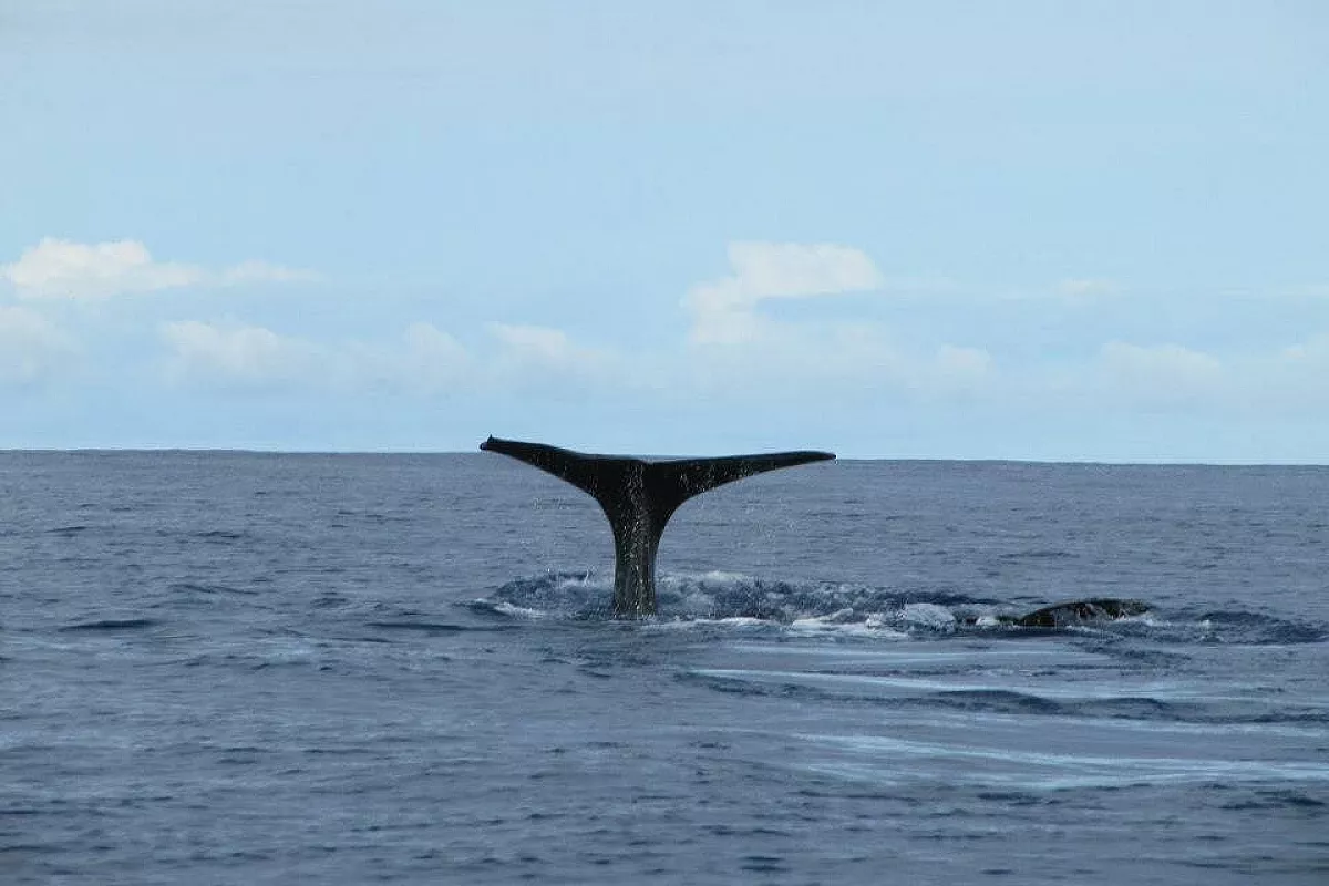 tour portogallo + azzore whale wathcing