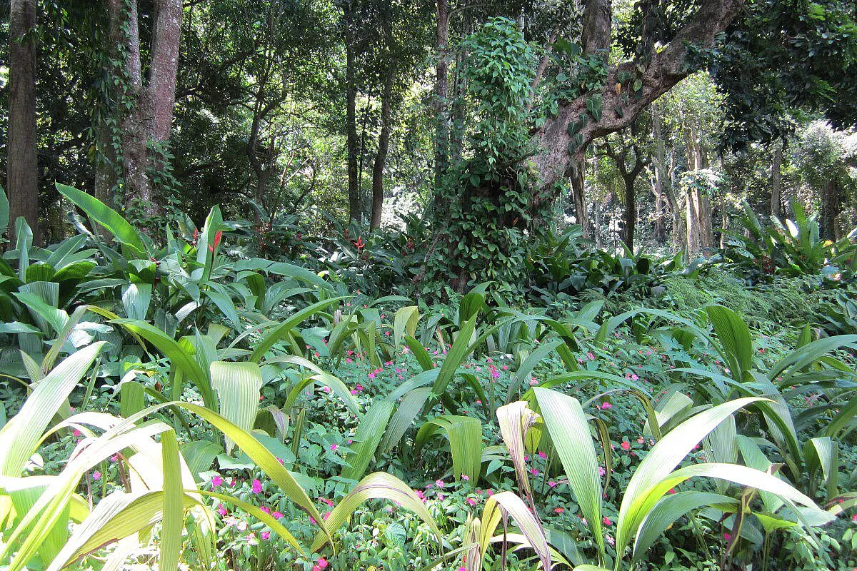 Foresta tropicale a Rio