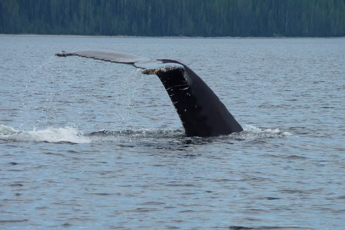 Québec: città, paesaggi incantati, balene