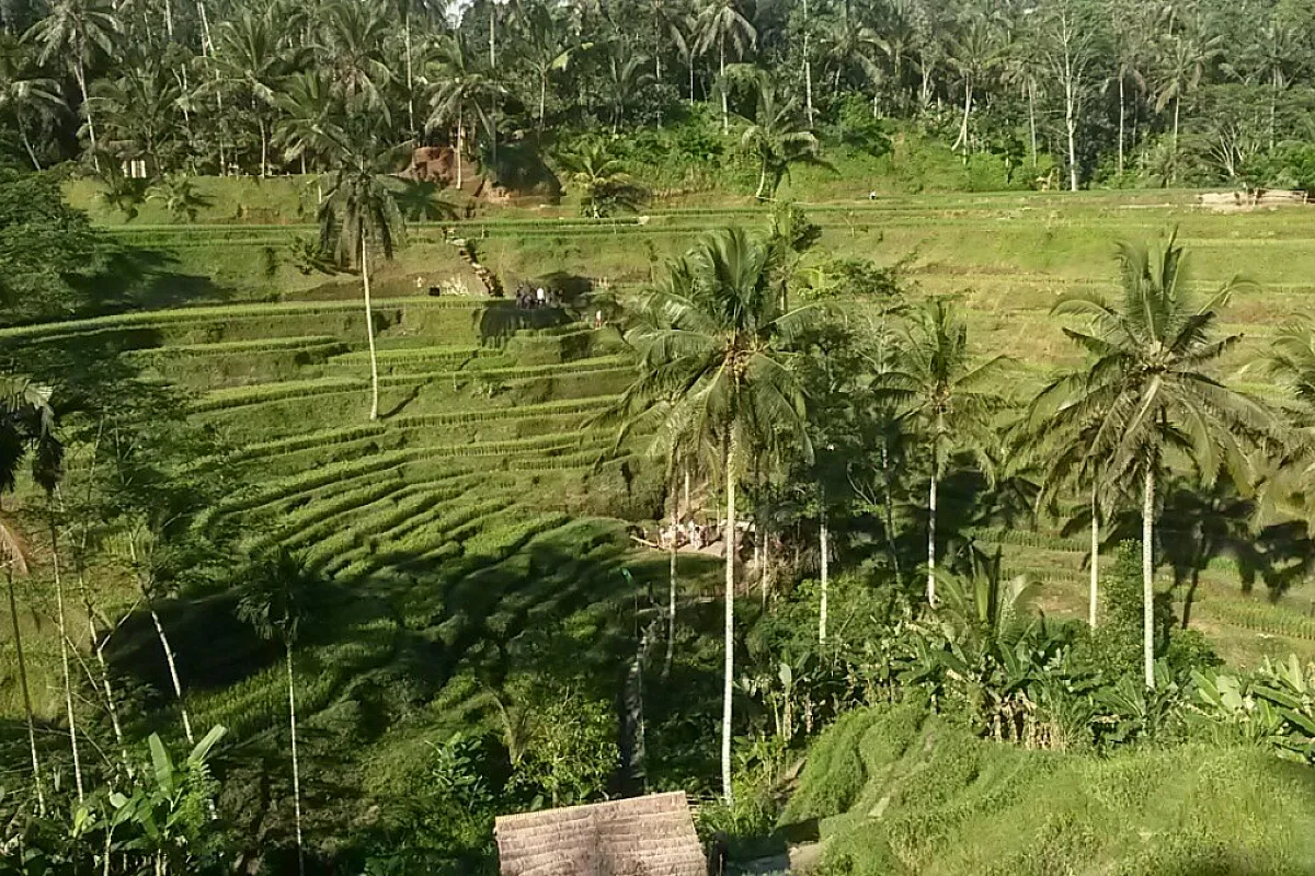 bali