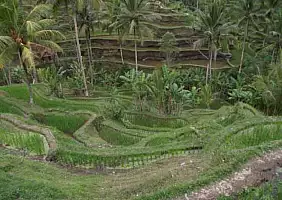 turistipercaso bali-kxvrj