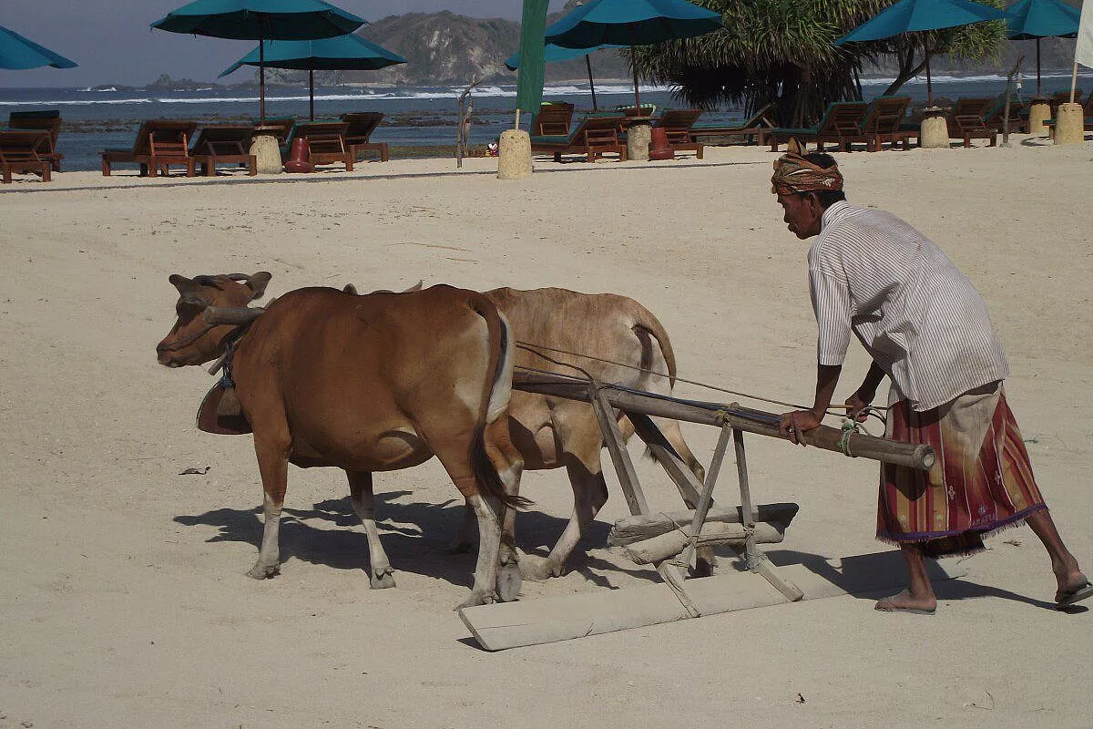 Manutenzione di una spiaggia a sud di Kuta, Lombok