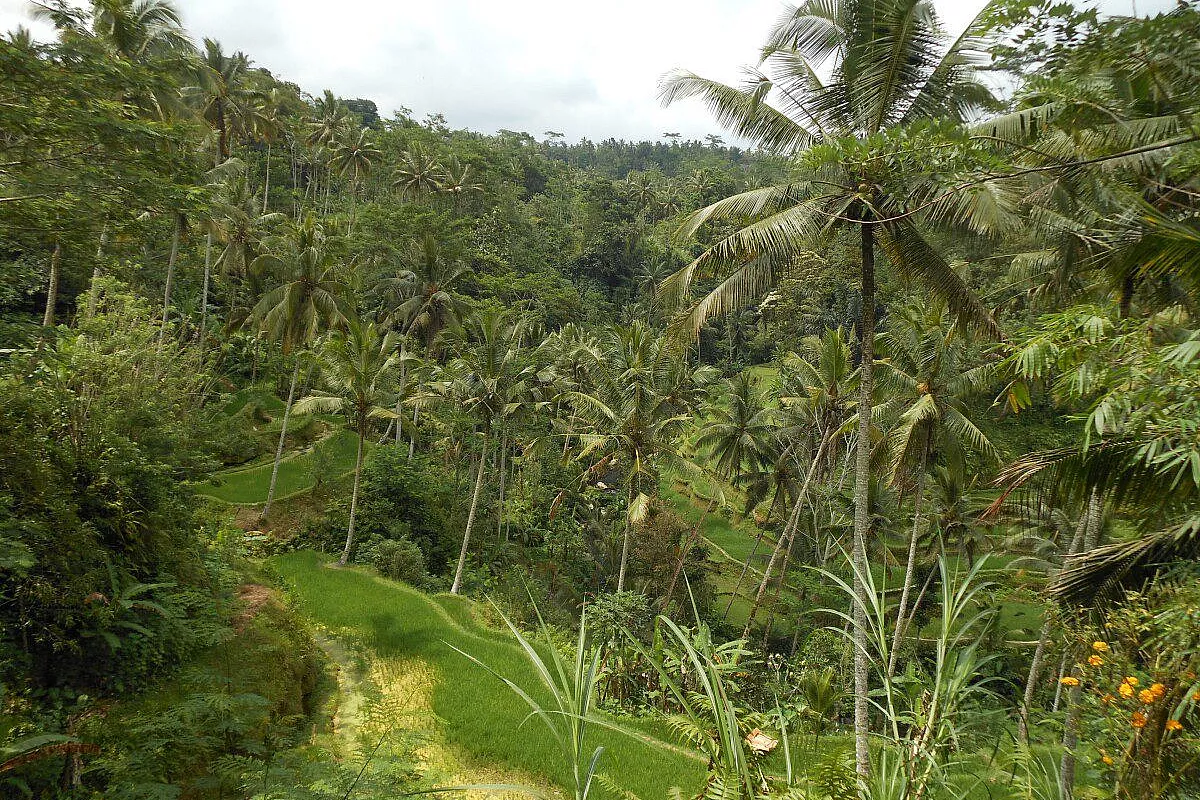 Pura samuan tiga