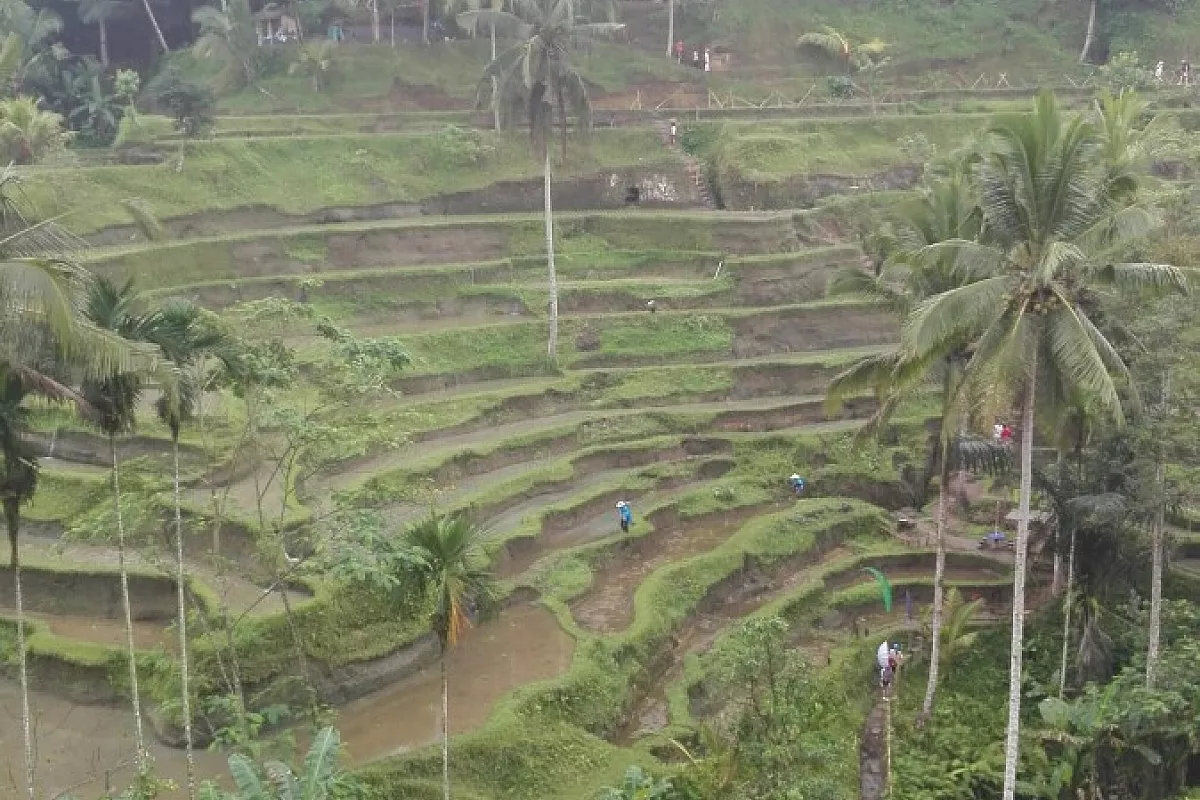 tegalallang