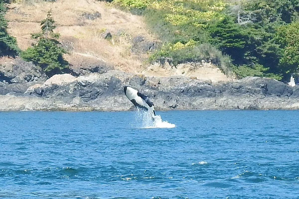 Un orca a Victoria