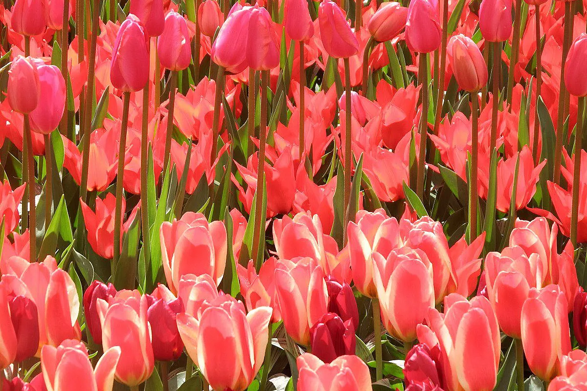 Keukenhof
