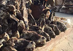 turistipercaso benin-etcty