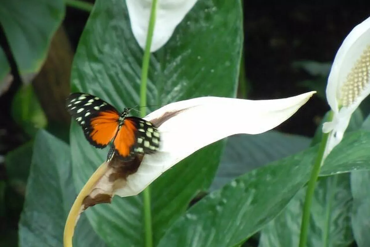 La natura è una galleria d’arte