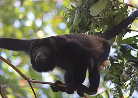 turistipercaso bocas-del-toro-us79j