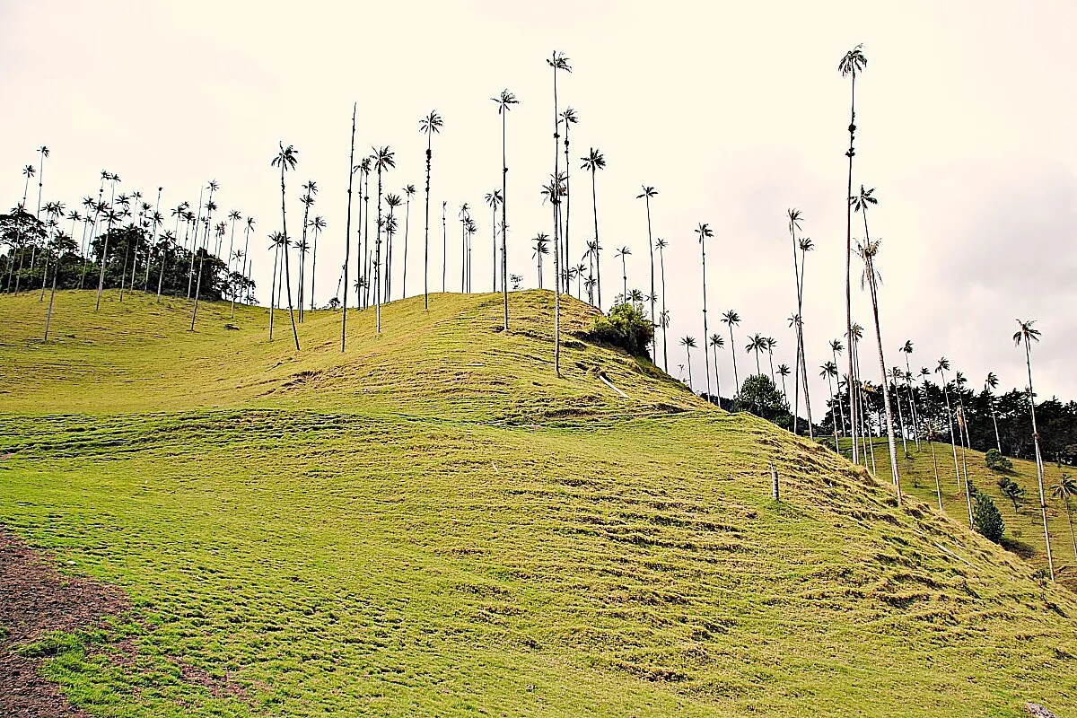 Valle de Cocora