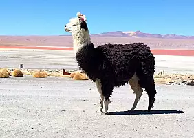 turistipercaso bolivia-kxutf