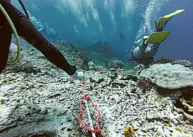 turistipercaso borneo-4q54f