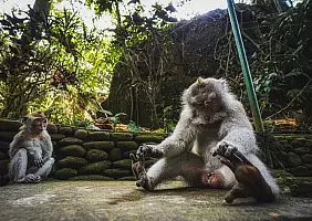 turistipercaso borneo-bh69c