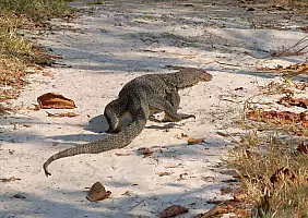 turistipercaso borneo-f1saa