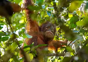 turistipercaso borneo-n6xcg