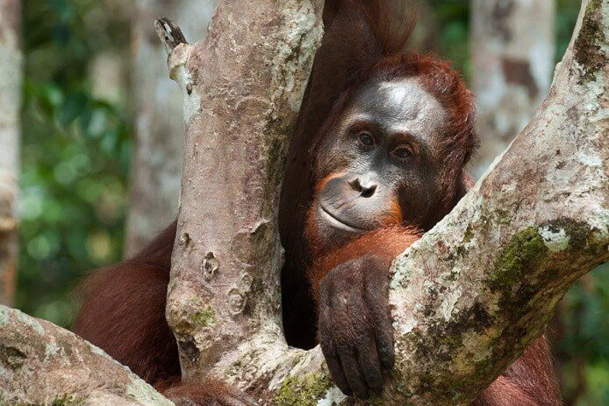 Kalimantan, se non è avventura questa!