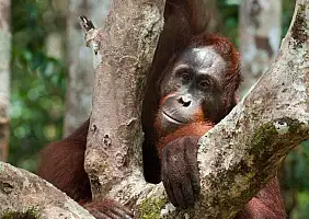 turistipercaso borneo-qs339