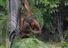 turistipercaso borneo-qt41j