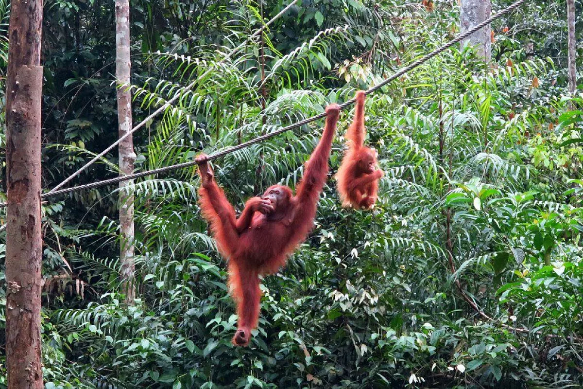 Borneo
