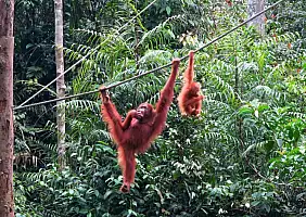 turistipercaso borneo-t9fvd