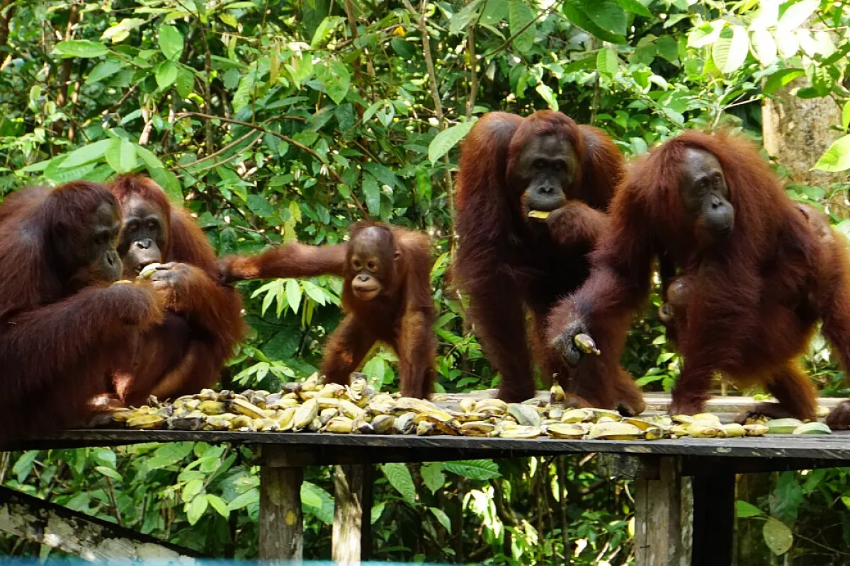 Borneo e Giava, natura cultura e mare