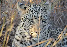 turistipercaso botswana-2q2nt