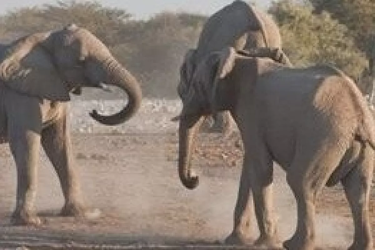 Fly & drive nel paradiso del Botswana