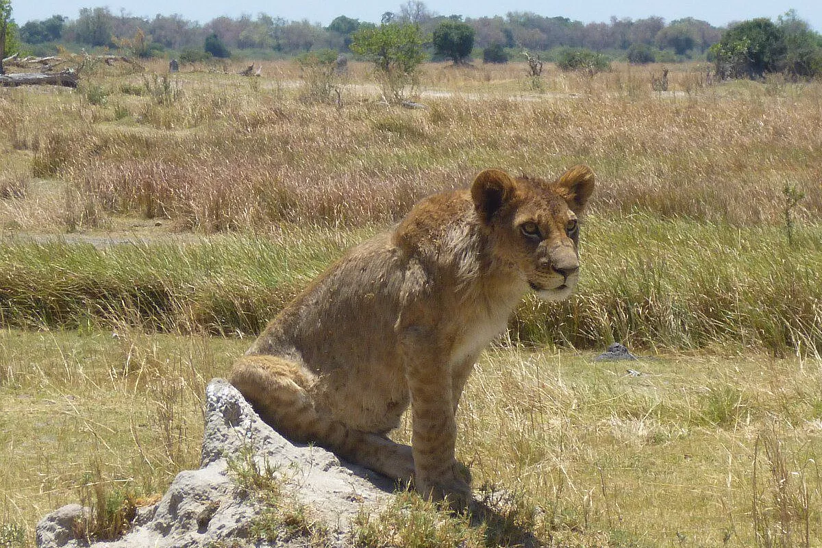 leone