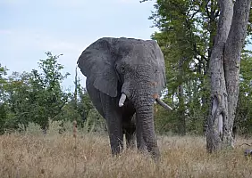 turistipercaso botswana-dx2qv