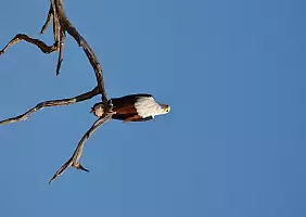 turistipercaso botswana-eeved