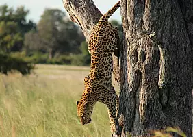 turistipercaso botswana-t5362
